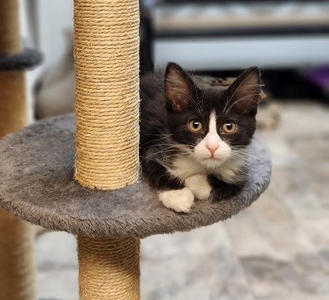 Kitten 27771 (Webster), an adoptable Tuxedo in Parlier, CA