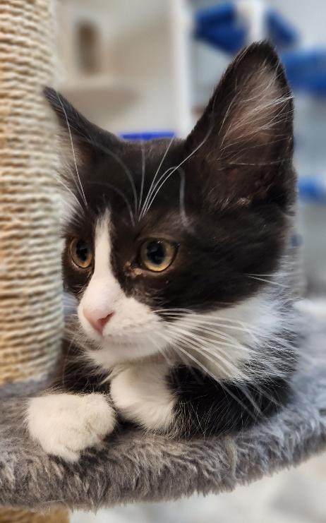 Kitten 27771 photo 2