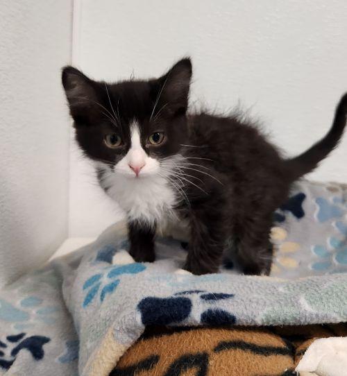 Kitten 27771 photo 4
