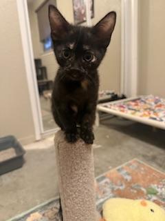 Nova