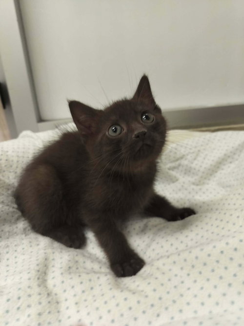 Cocoa