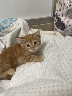 Praline