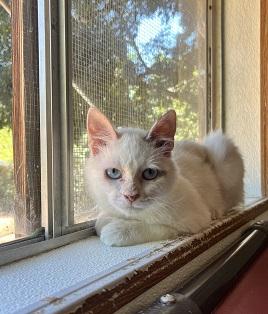 Cat 27604 (Meowly Cyrus)