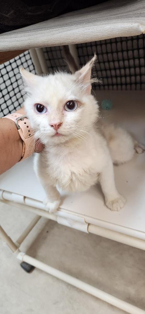 Cat 27604 photo 3