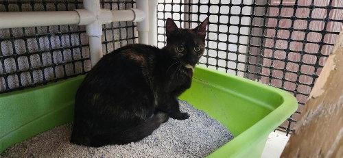 Cat 27623 (Tortellini)