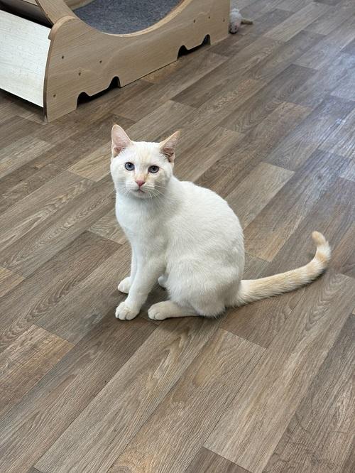 Cat 27210 (Lester), Young Siamese / Mixed, cat for adoption in Parlier, California
