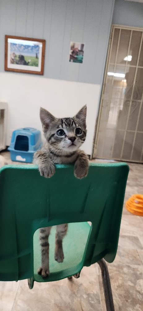 Kitten 27833 (Timmy), Baby Tabby, cat for adoption in Parlier, California
