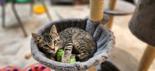 Kitten 27833 (Timmy), Baby Tabby, cat for adoption in Fresno, California