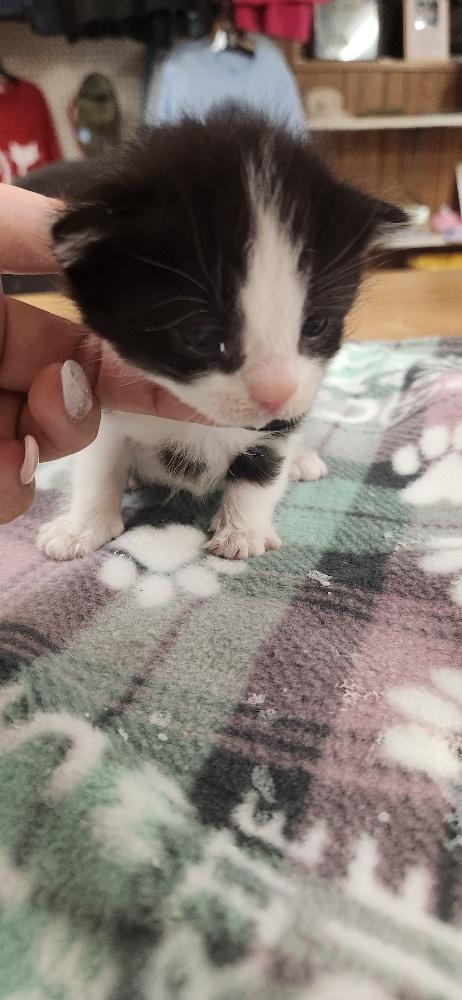 Kitten 27835 photo 4