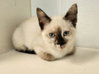 Kitten 27766 (Diva) - Photo 1