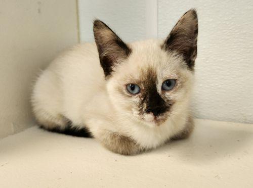 Kitten 27766 (Diva)