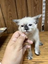 Kitten 27766 (Diva) - Photo 3