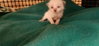 Kitten 27766 (Diva) - Photo 4
