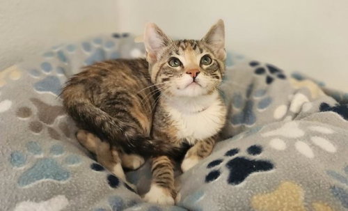 Kitten 27832 (Tabitha), Baby Torbie, cat for adoption in Fresno, California