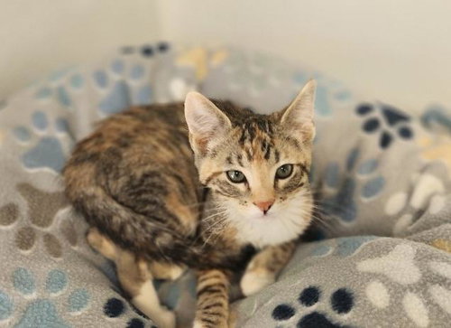 Kitten 27832 photo 2