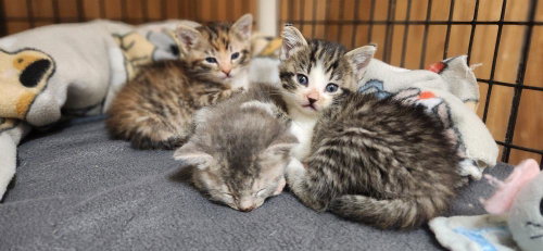 Kitten 27832 photo 3