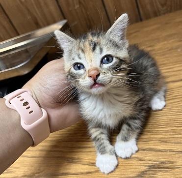Kitten 27832 photo 4