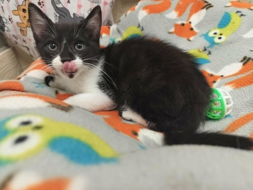 Koda, Baby Domestic Short Hair, cat for adoption in Fresno, California