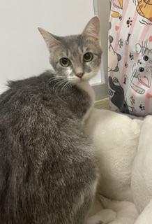 Genie, an adoptable Tabby in Parlier, CA
