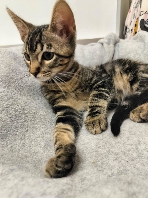 Cosmo, an adoptable Tabby in Parlier, CA