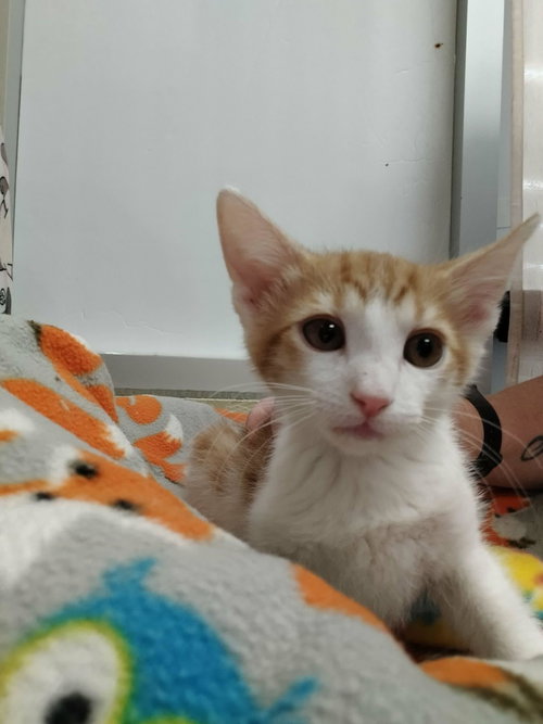 Darwin, an adoptable Domestic Short Hair in Parlier, CA