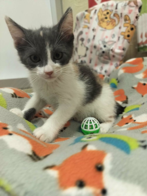 Nia, an adoptable Dilute Calico in Parlier, CA