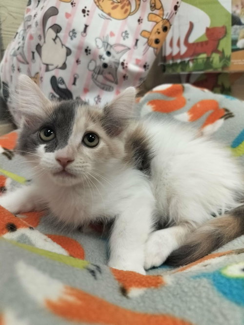 Zuri, an adoptable Dilute Calico in Parlier, CA