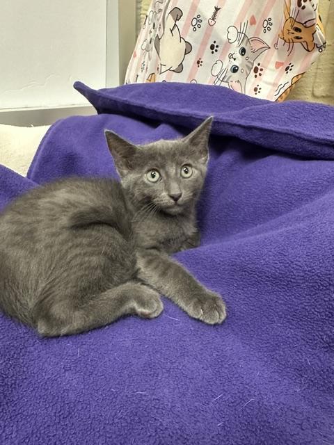 Olive, an adoptable Russian Blue in Parlier, CA