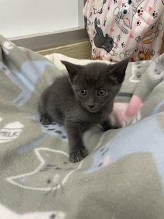 Olive photo 2