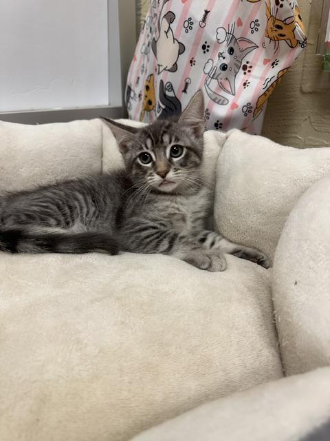 Zucchini, an adoptable Tabby in Parlier, CA