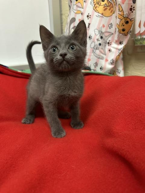 Carbon, an adoptable Russian Blue in Parlier, CA