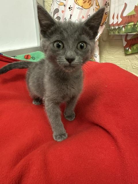 Copy, an adoptable Russian Blue in Parlier, CA