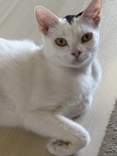 Feta
