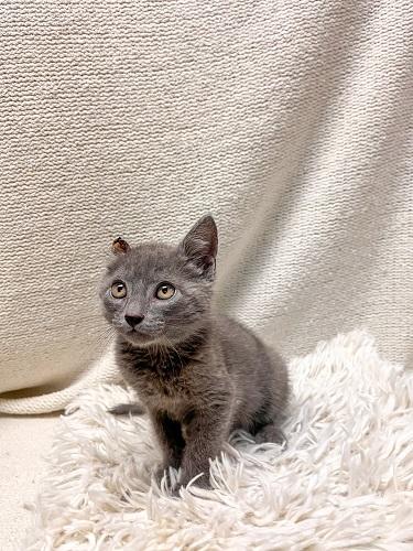Kitten 28000 photo 4