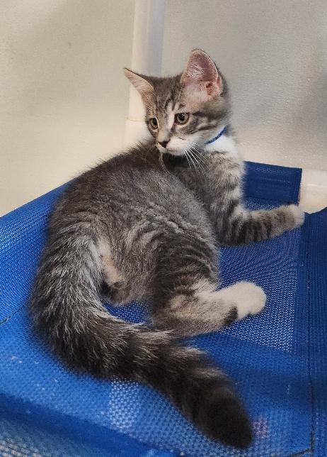 Kitten 27752