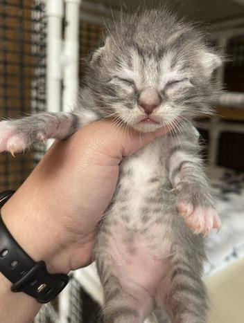 Kitten 27752 photo 4