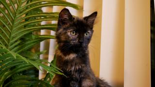 Mocha photo 3