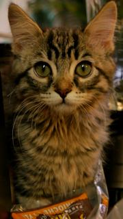 Oliver photo 2