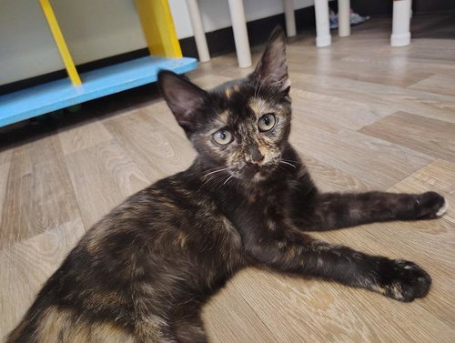 Kitten 28056 (Nutella)
