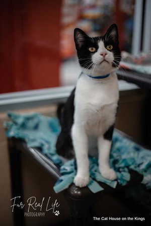 Bandit, photo 4