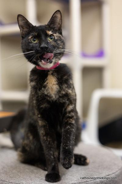 Bella the torti, photo 2
