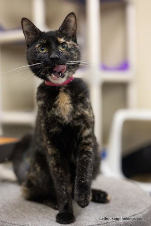Bella the torti, photo 2