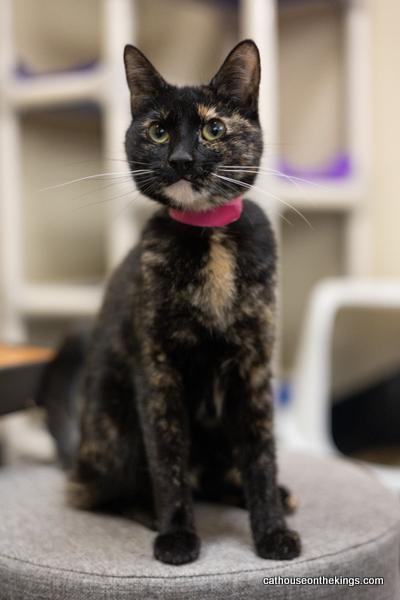Bella the torti, photo 3