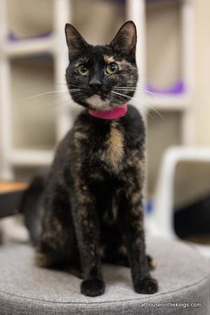 Bella the torti, photo 3