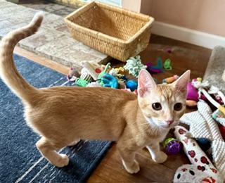 picture of the cat needing adoption