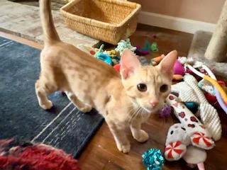 picture of the cat needing adoption