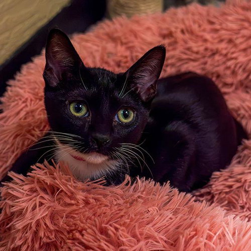 picture of the cat needing adoption