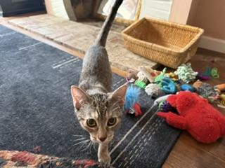 picture of the cat needing adoption