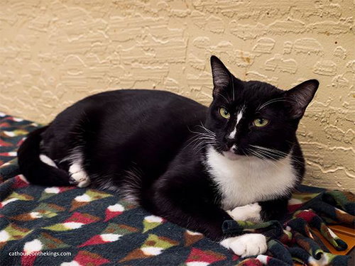 picture of the cat needing adoption
