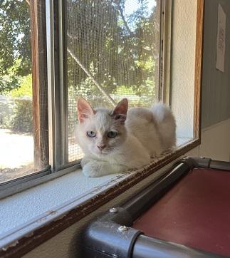 Cat 27604 photo 2
